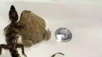 当怂包牛蛙遇到各路神仙时