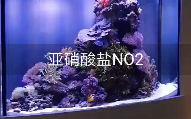 鱼缸亚硝酸盐NO2是什么?哔哩哔哩bilibili