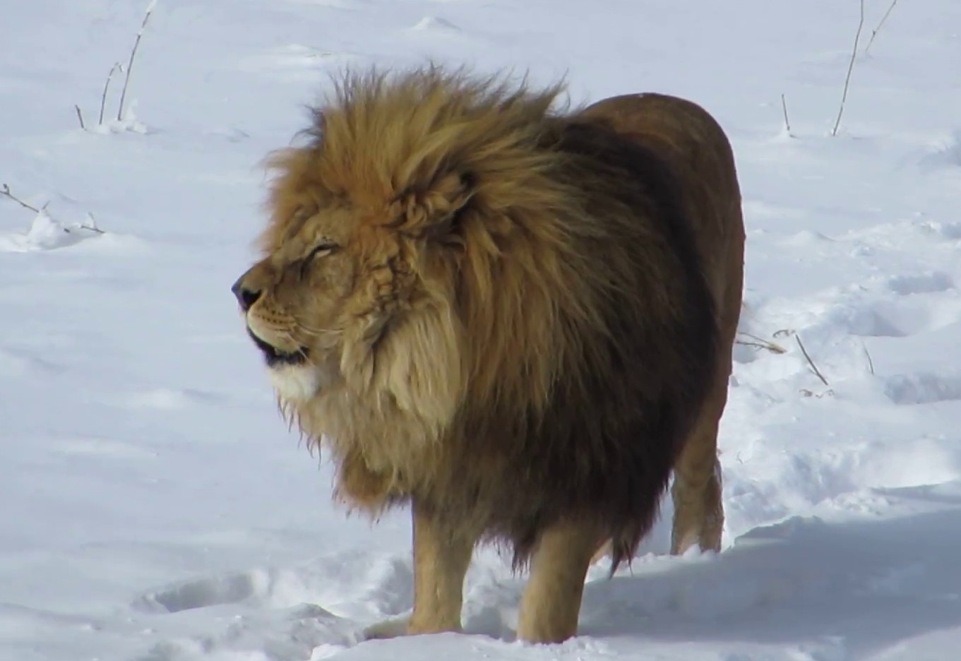 巴巴里狮 在雪中咆哮:唯一可以生活在寒带的狮子