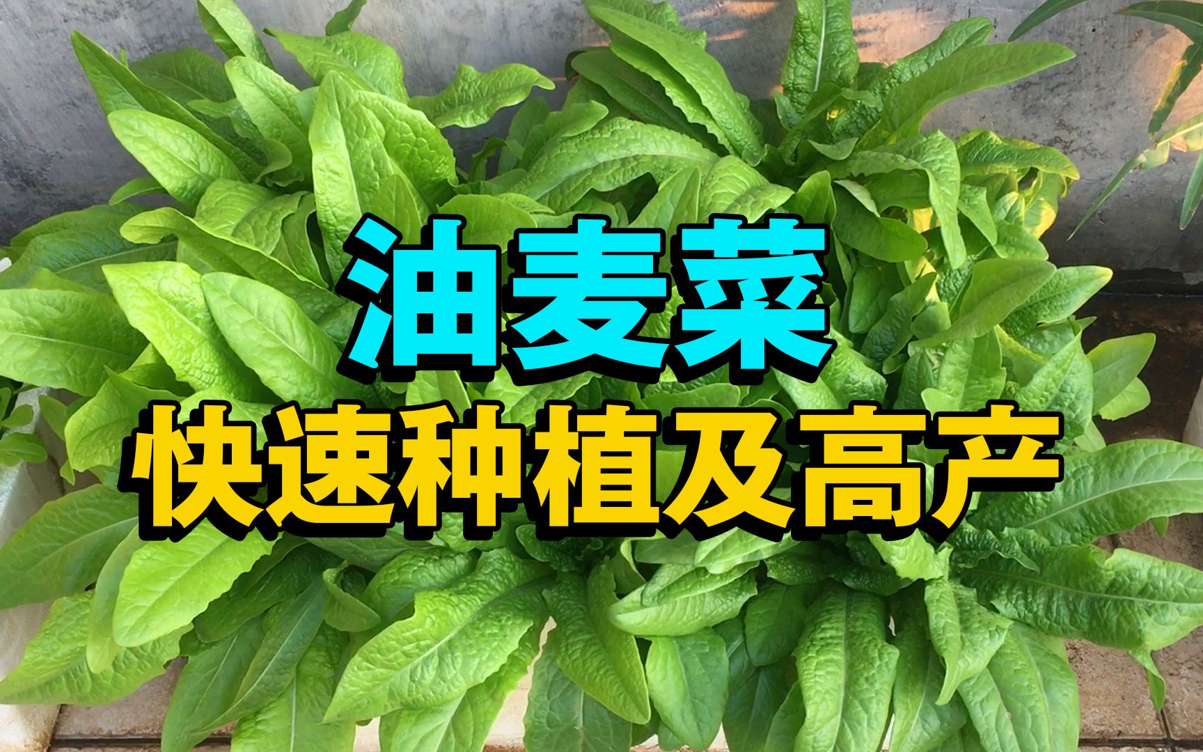 阳台种菜,光照条件不足怎么办?推荐种植油麦菜,种一次采收大半年哔哩哔哩bilibili