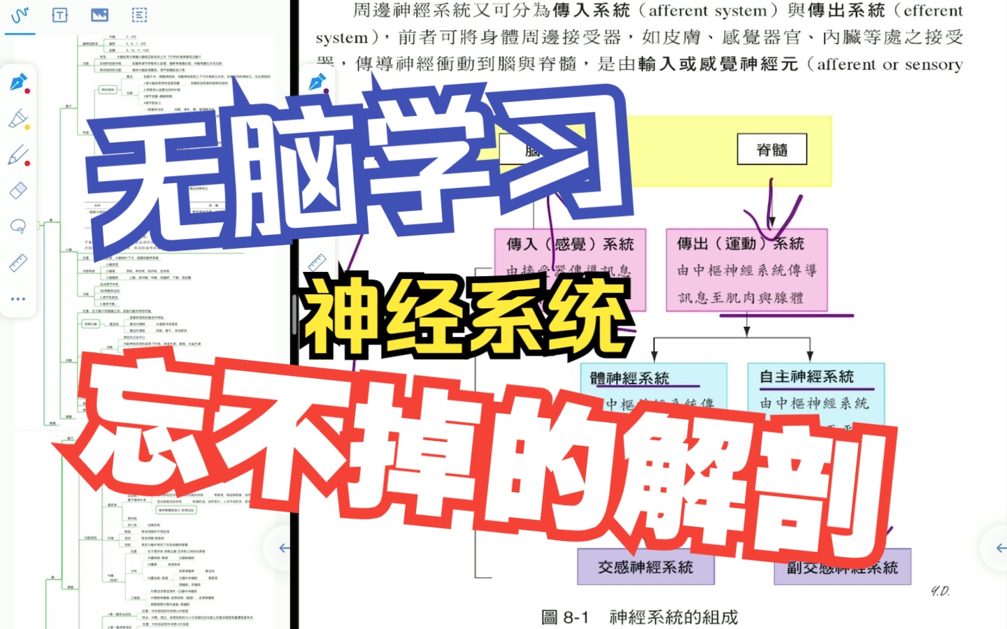 解剖学习 神经系统,内分泌,生殖哔哩哔哩bilibili