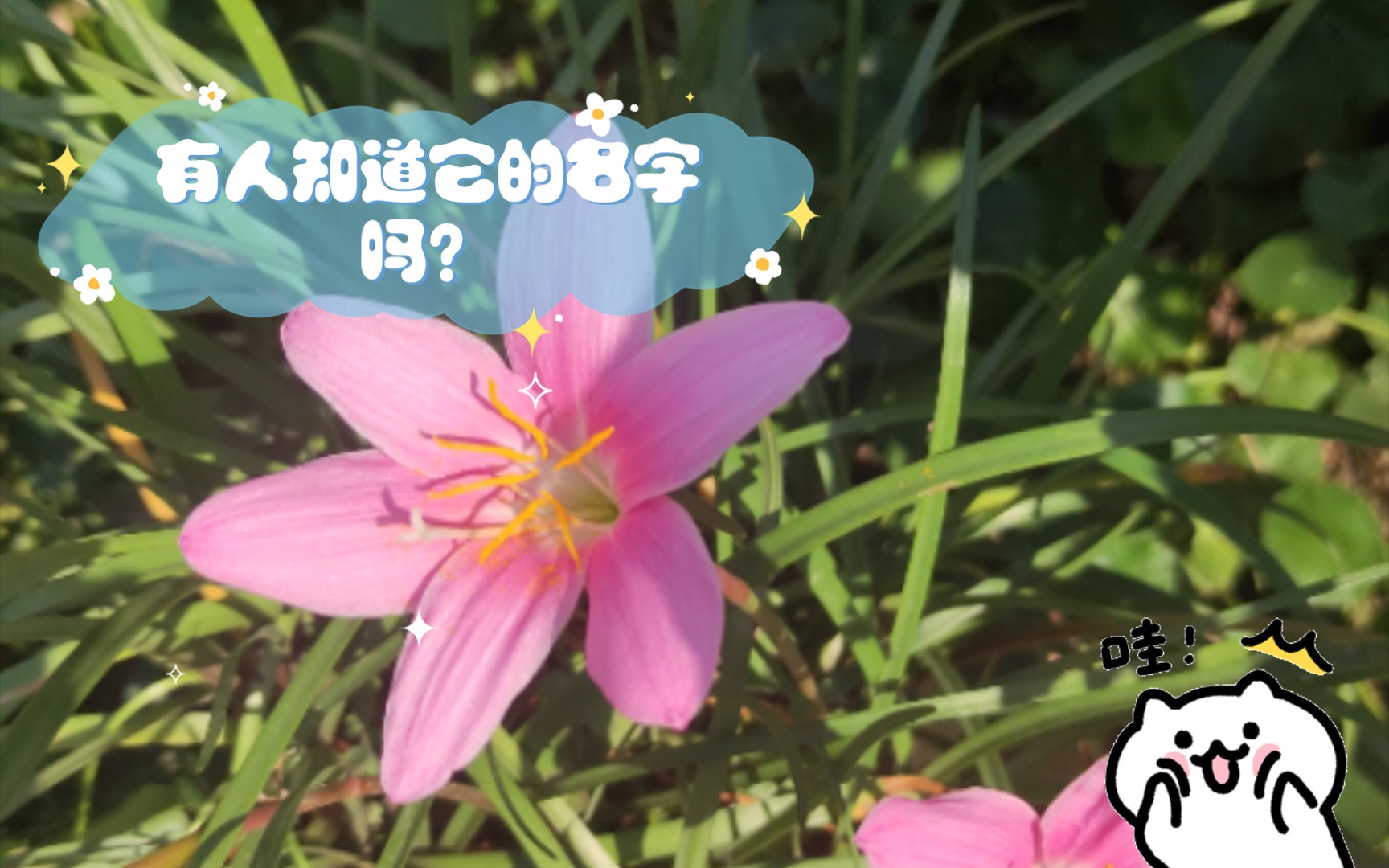 粉色的水仙花,有人知道它的名字吗?哔哩哔哩bilibili