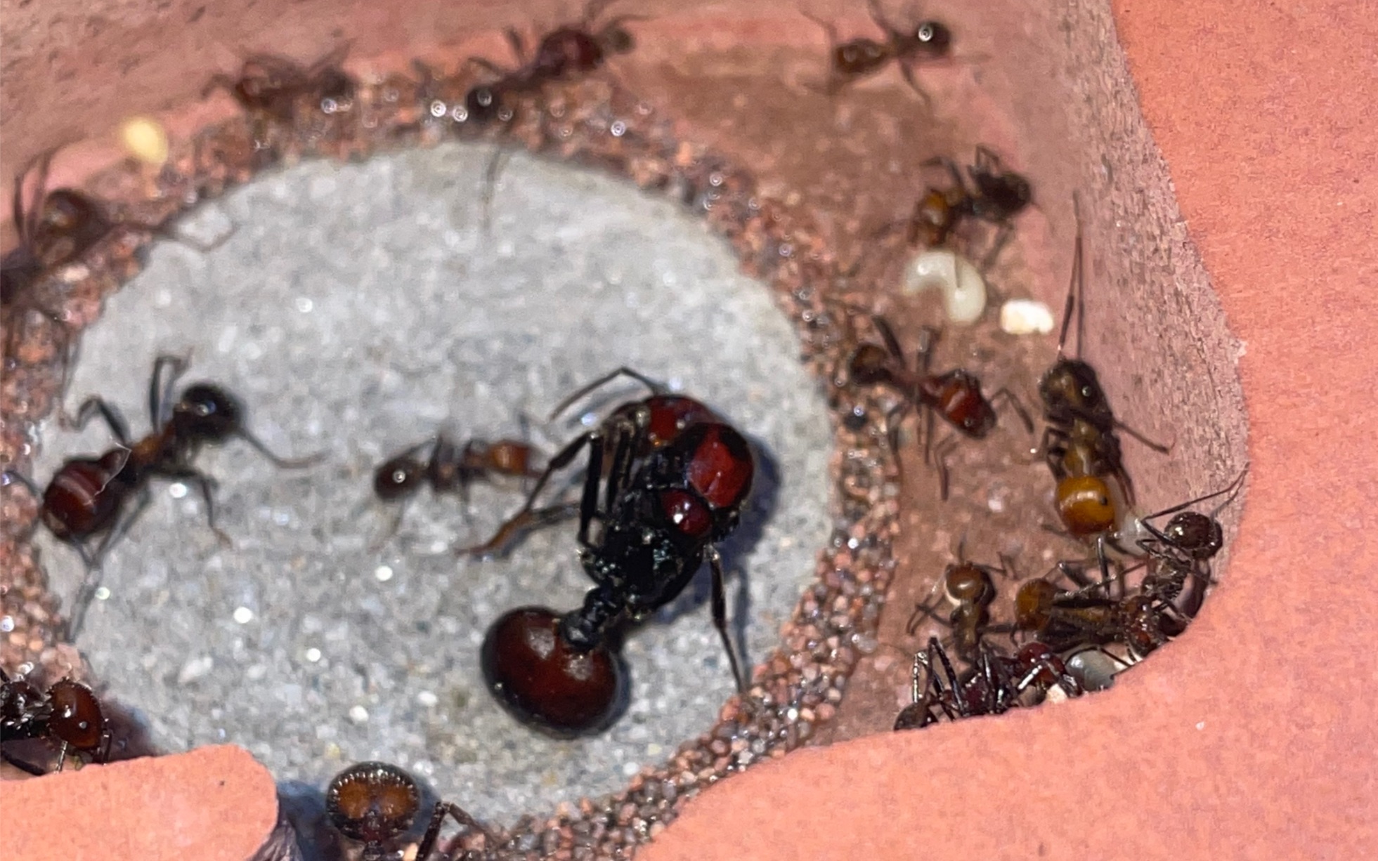 肯尼亚收获蚁(巨首收获蚁)—拔河比赛