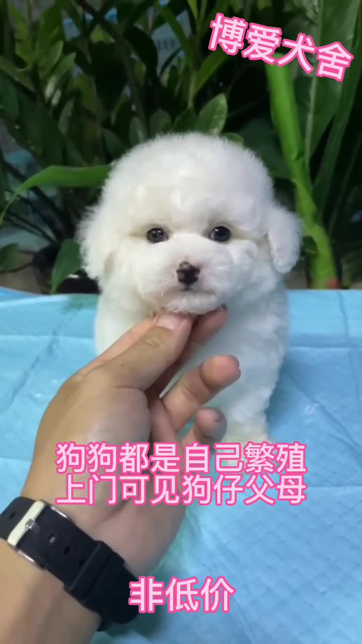 广州犬舍狗场推荐,广州靠谱的狗舍,广州买狗推荐正规的养殖基地哔哩哔哩bilibili