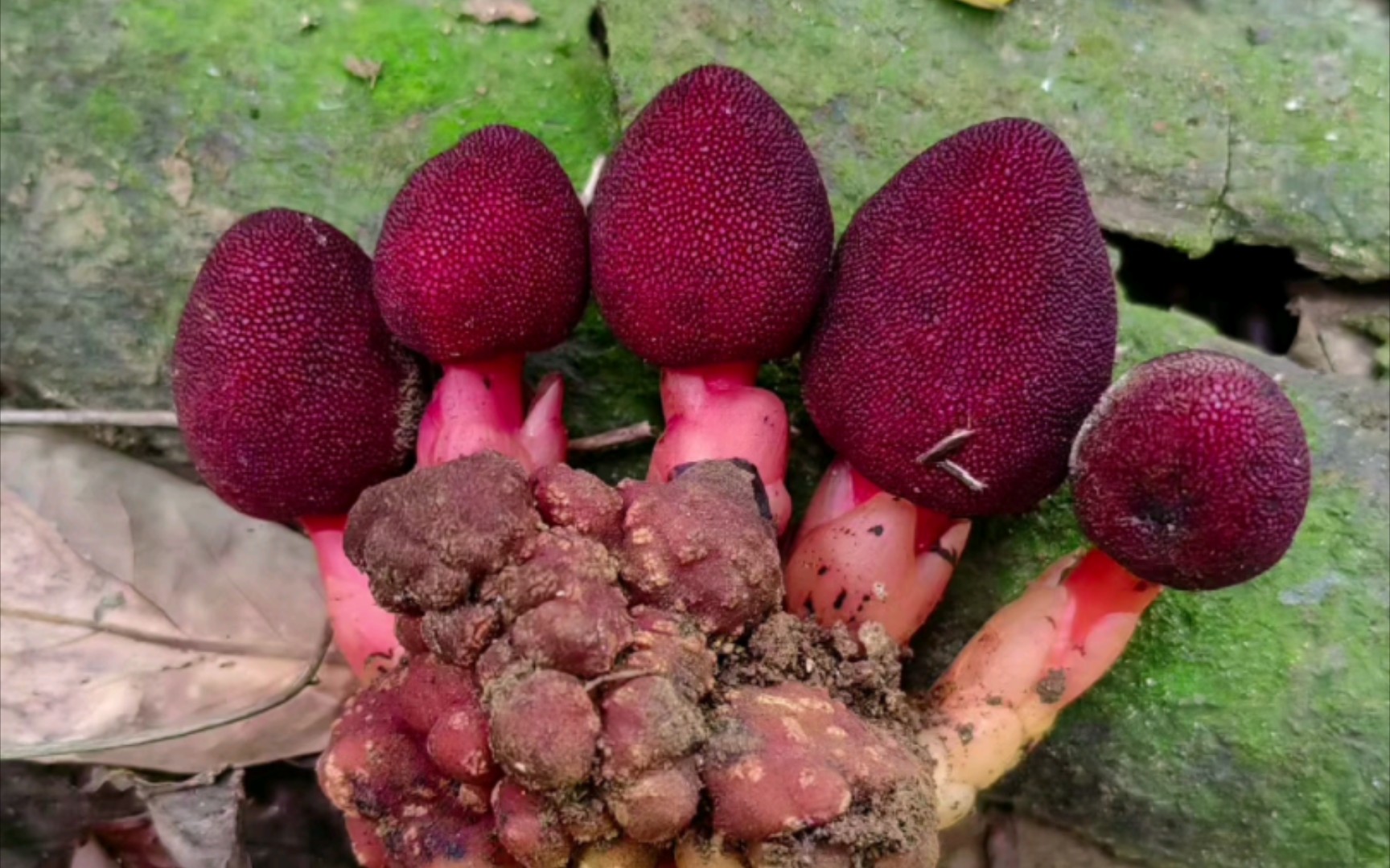 广西的一种土产