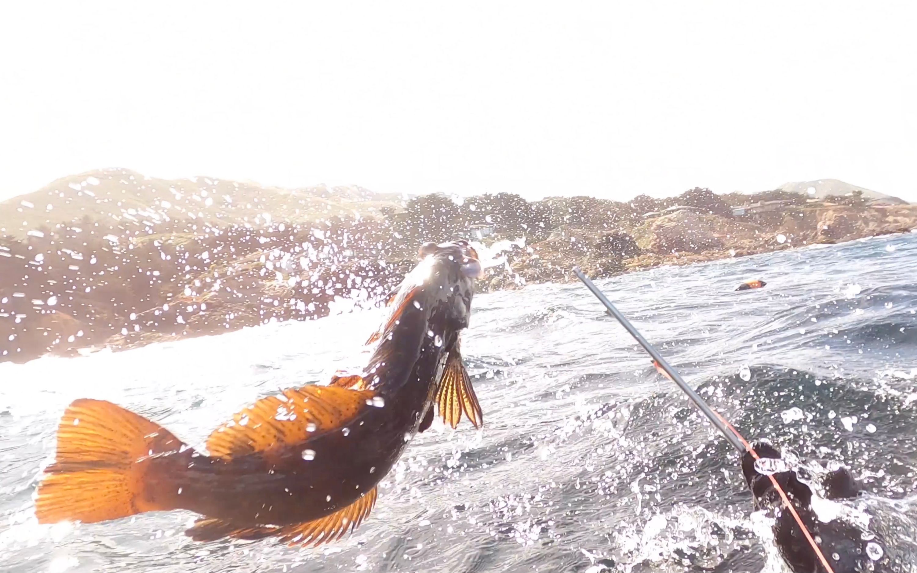 自由潜水渔猎老鼠斑两次逃脱鱼枪顽强生命力