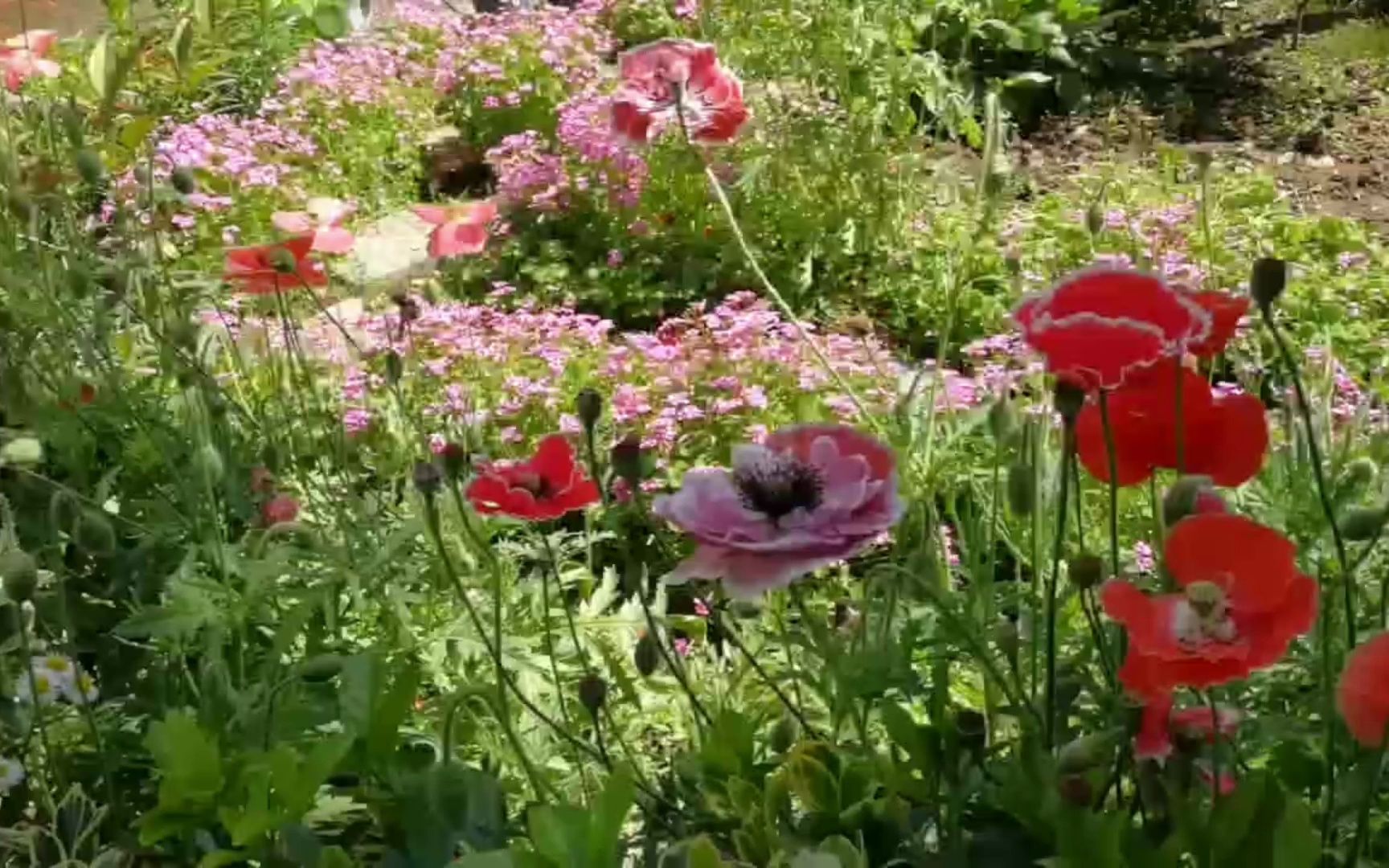 [图]蝶恋花，蜂采蜜，江南又梦故里逢春