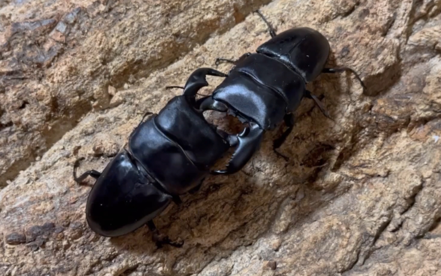 活动  80mm老年牛头扁锹再度挑战85mm苏门答腊巨扁