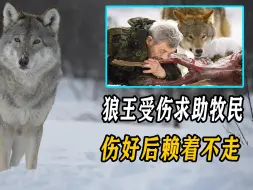 Tải video: 狼王受伤求助牧民，伤好后赖着不走，在牧民家当牧羊犬混吃混喝