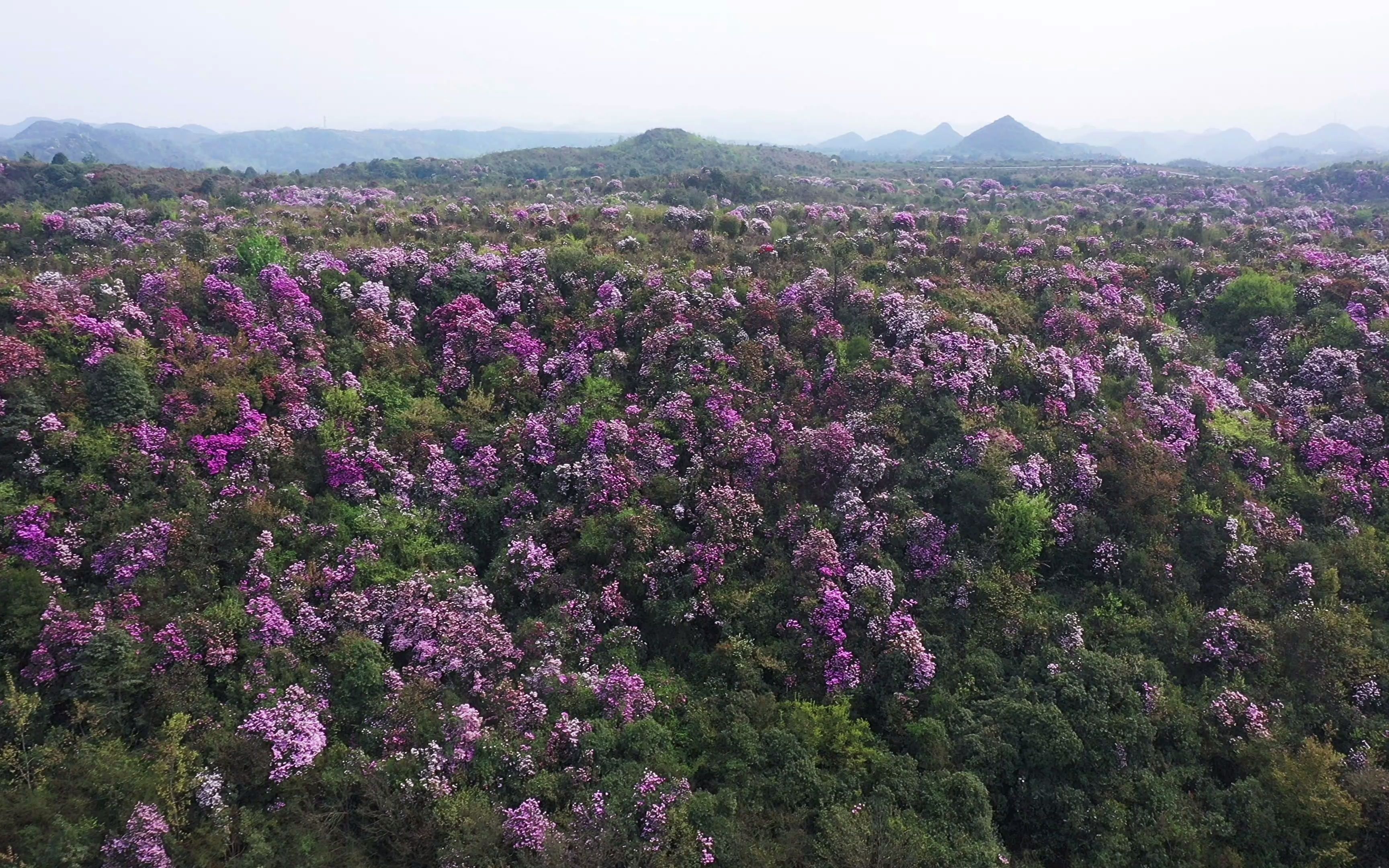 活动  百里杜鹃跳花坡景区浪漫紫色杜鹃花