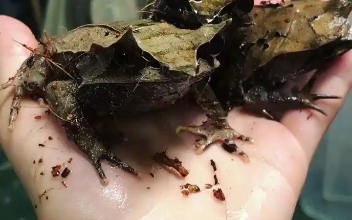 世界上最会伪装的青蛙三角枯叶蛙