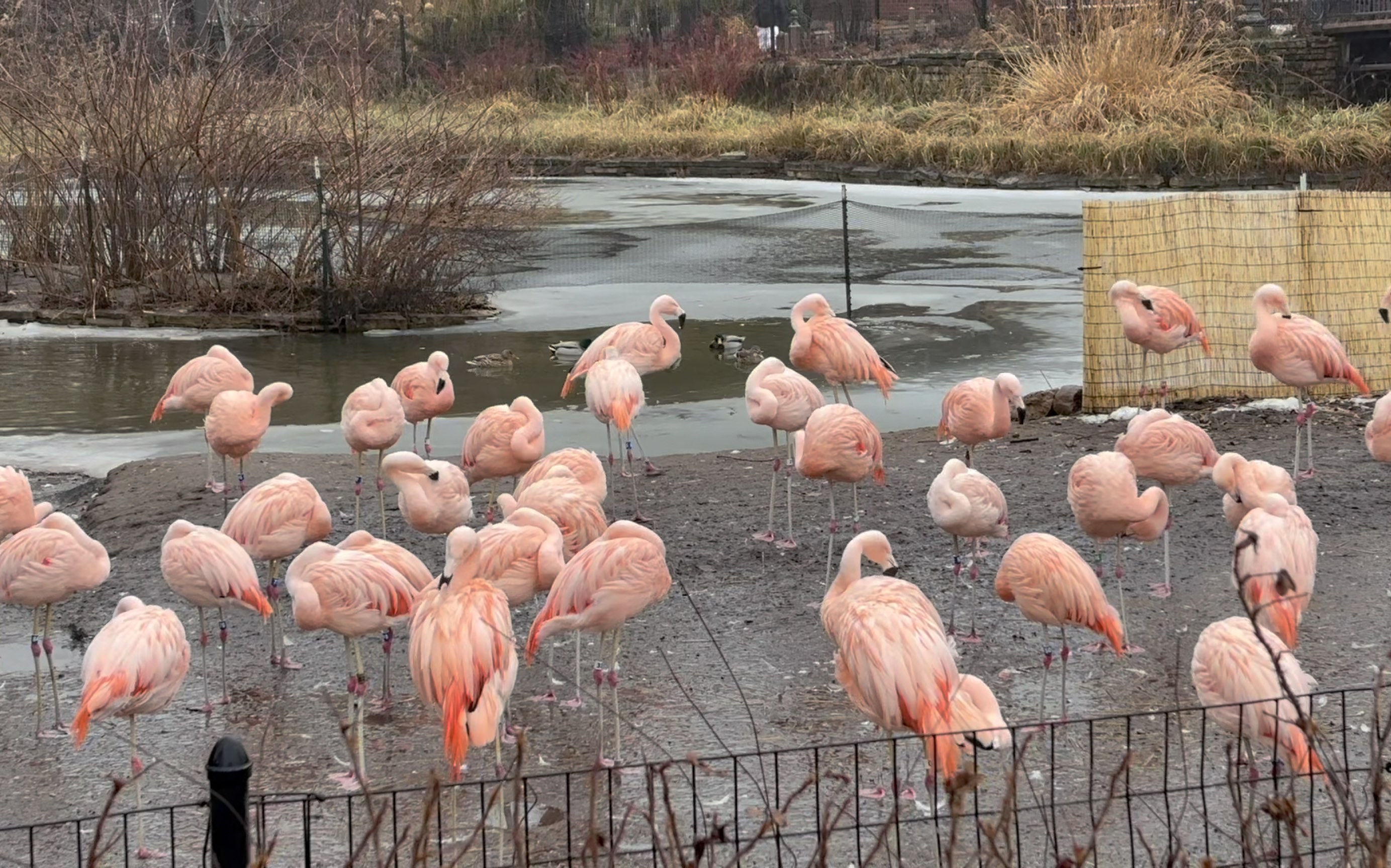芝加哥林肯公园动物园|火烈鸟|非洲狮|斑马|长颈鹿