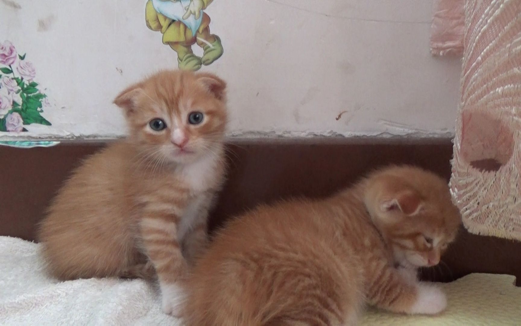 小奶猫出生第26天,田园猫生出两只折耳猫,这是咋回事