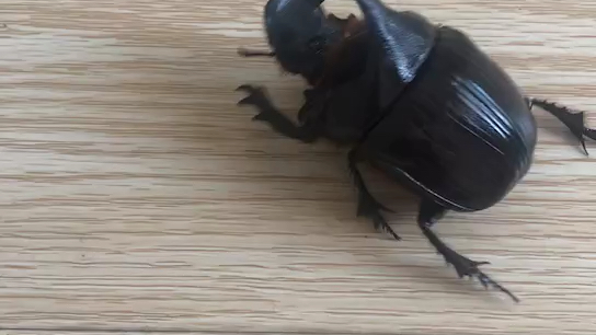 象粪推屎爬不要太萌了