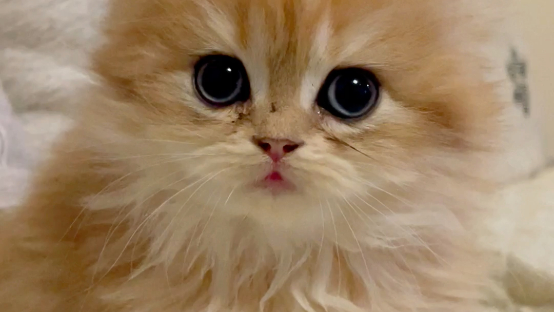 憨头憨脑,可爱喵miao