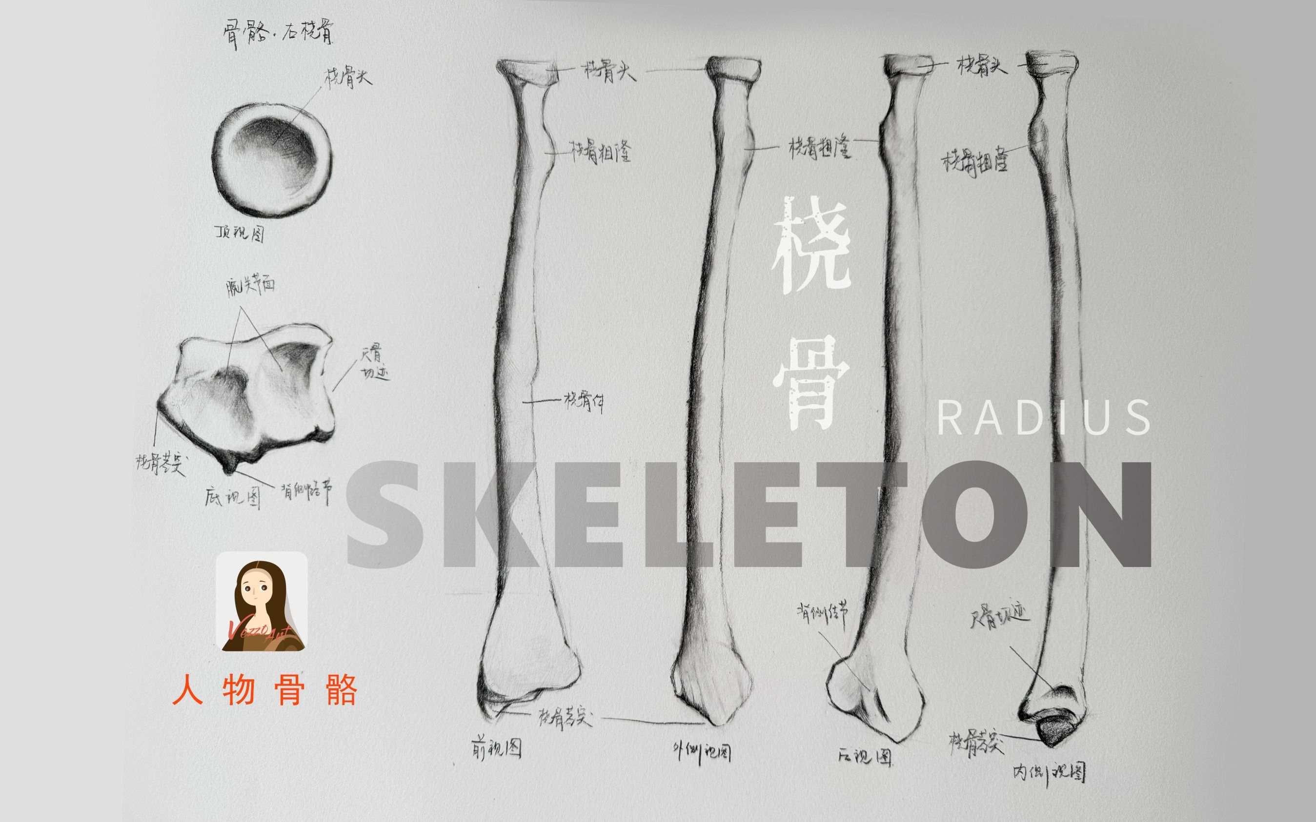 人体骨骼拆解练习「手臂-右桡骨」