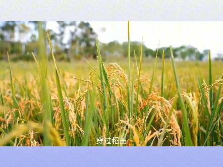 彩云之南,稻香欢颂(来源:云南医药健康职业学院李渺,指导教师田仕林)#云南美好生活风吹稻浪 #有一种叫云南的生活#云南美好生活2024风吹稻浪音乐...