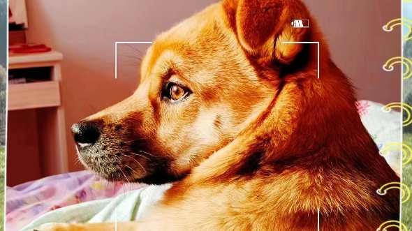 看一只土狗都觉得眉清目秀