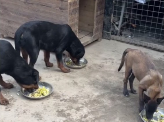 爱干饭的寄养小马犬凶了小黑蛋and小丁讲护食【10.9豫西小丁】哔哩哔哩bilibili