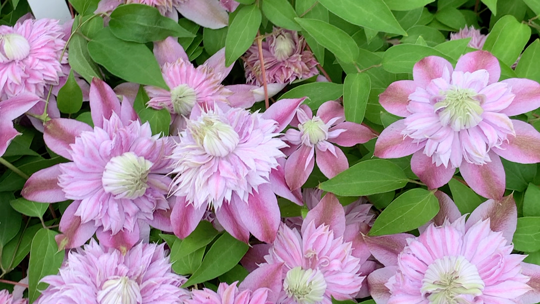 铁线莲 早花组 约瑟芬