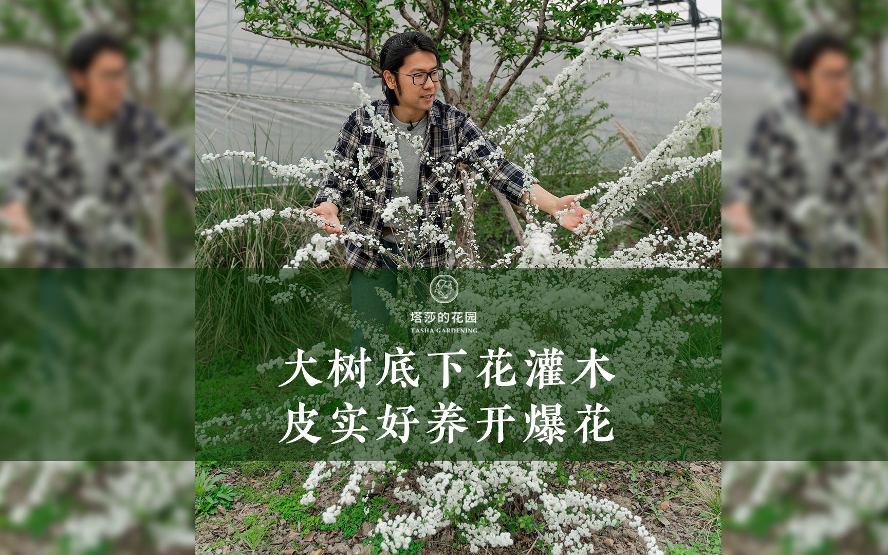 大树底下花灌木,皮实好养开爆花哔哩哔哩bilibili