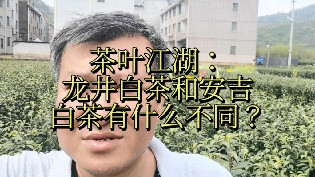 [图]安吉白茶和龙井白茶的不同，我直接到茶叶地里面和你说