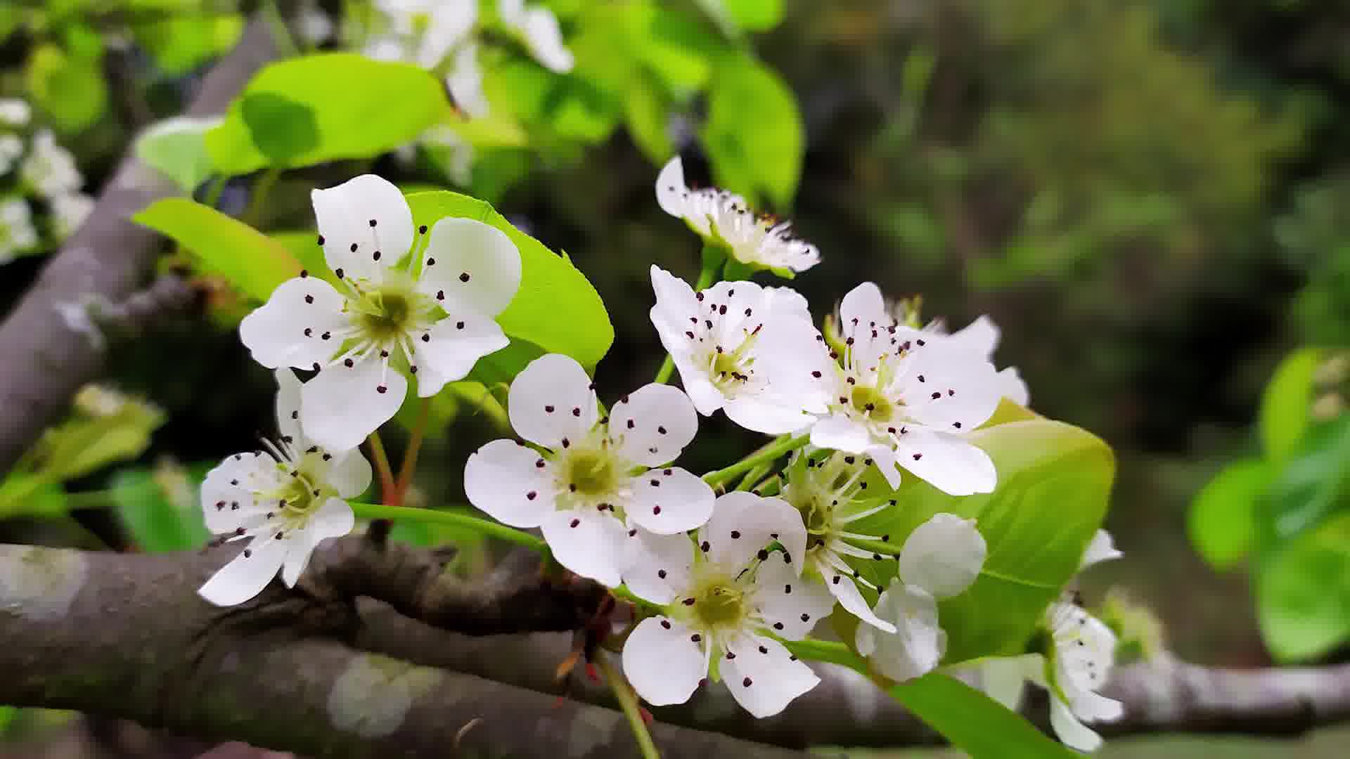 云落龙泉庵糖梨花开·(二寮庵看鸟梨花)