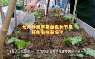 Download Video: 七月种苹果丝瓜和节瓜还能长的好吗？我会持续记录他们的生长情况