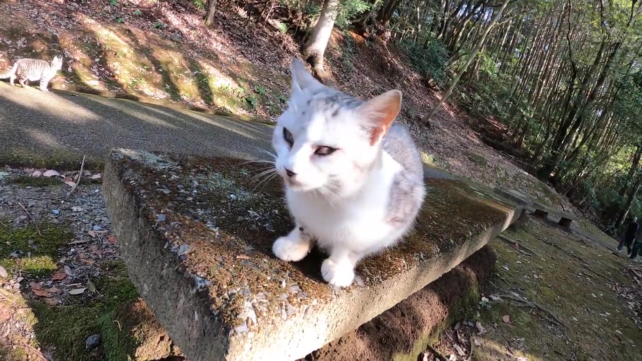 [知路baba]云吸猫:可爱猫咪迈着六七不认的步伐走在乡间小路上