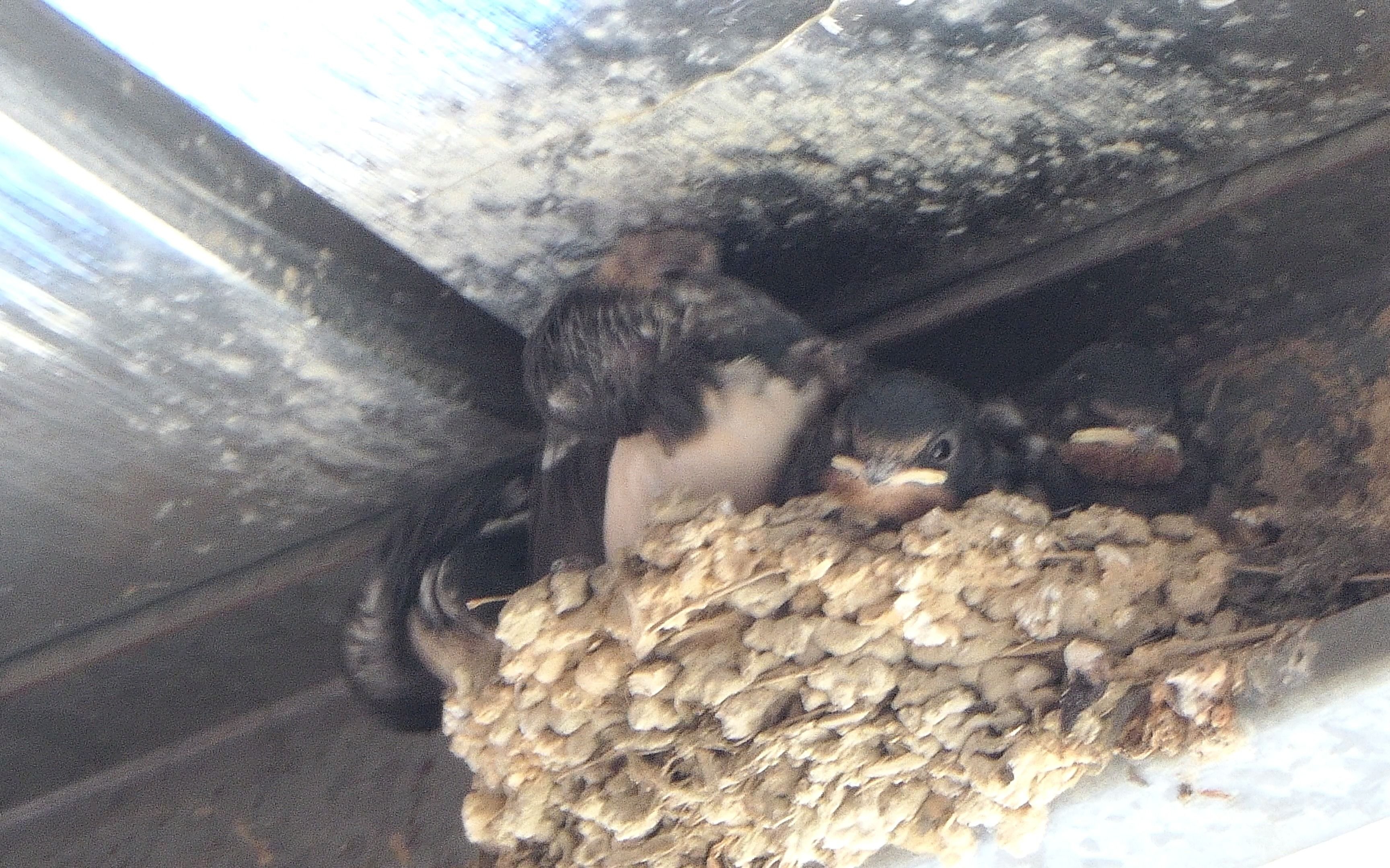 家燕宝宝应该是79天的样子