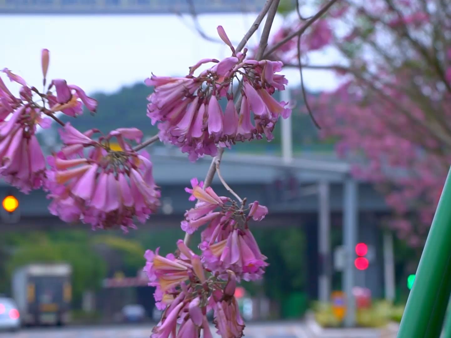 东莞厚街镇紫花风铃木盛开,为寒冷冬季带来春意!