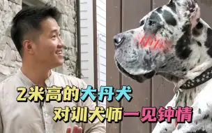 Download Video: 2米高的大丹犬被误以为是恶犬，训犬师为它伸冤后获得爱意，让超大型犬迎来新生