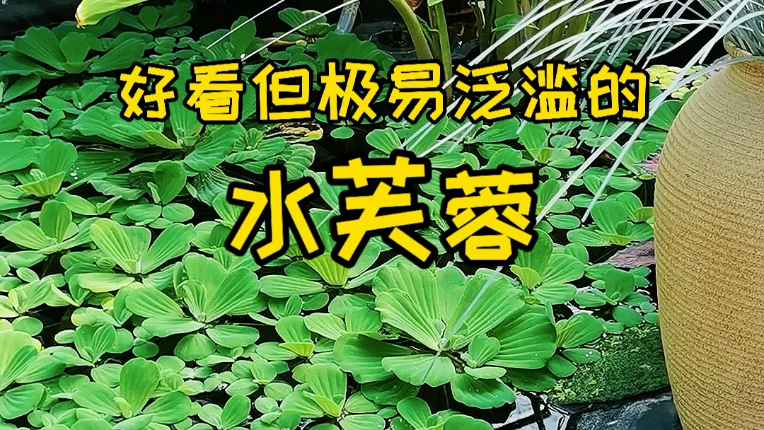 [图]好看好养的水芙蓉一样就收不住