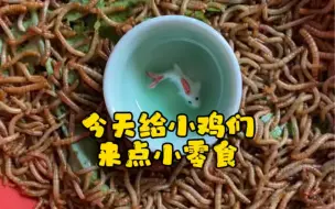 Download Video: 给我的宠物鸡来点小零食