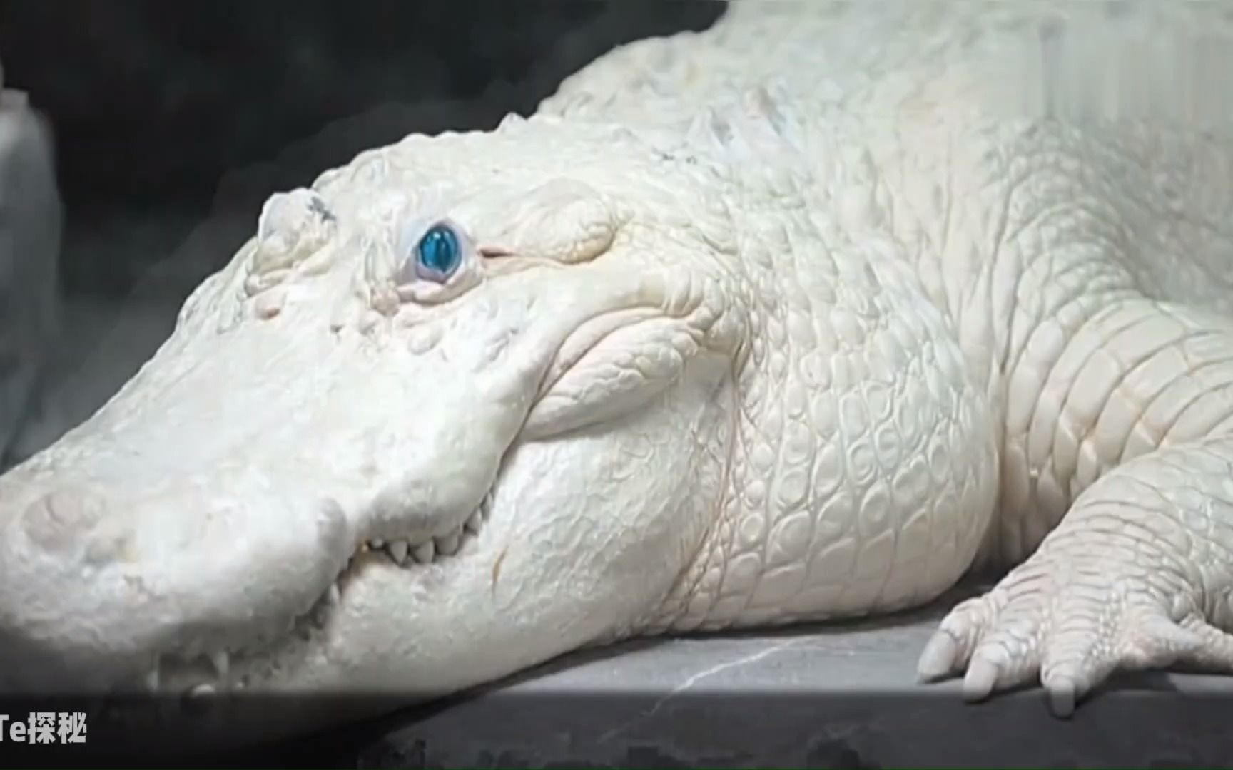 绝美的白化动物!见过一种都万分幸运,第五名全球唯一一只!