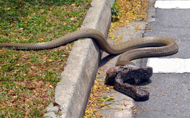 眼镜王蛇vs网纹蟒图片