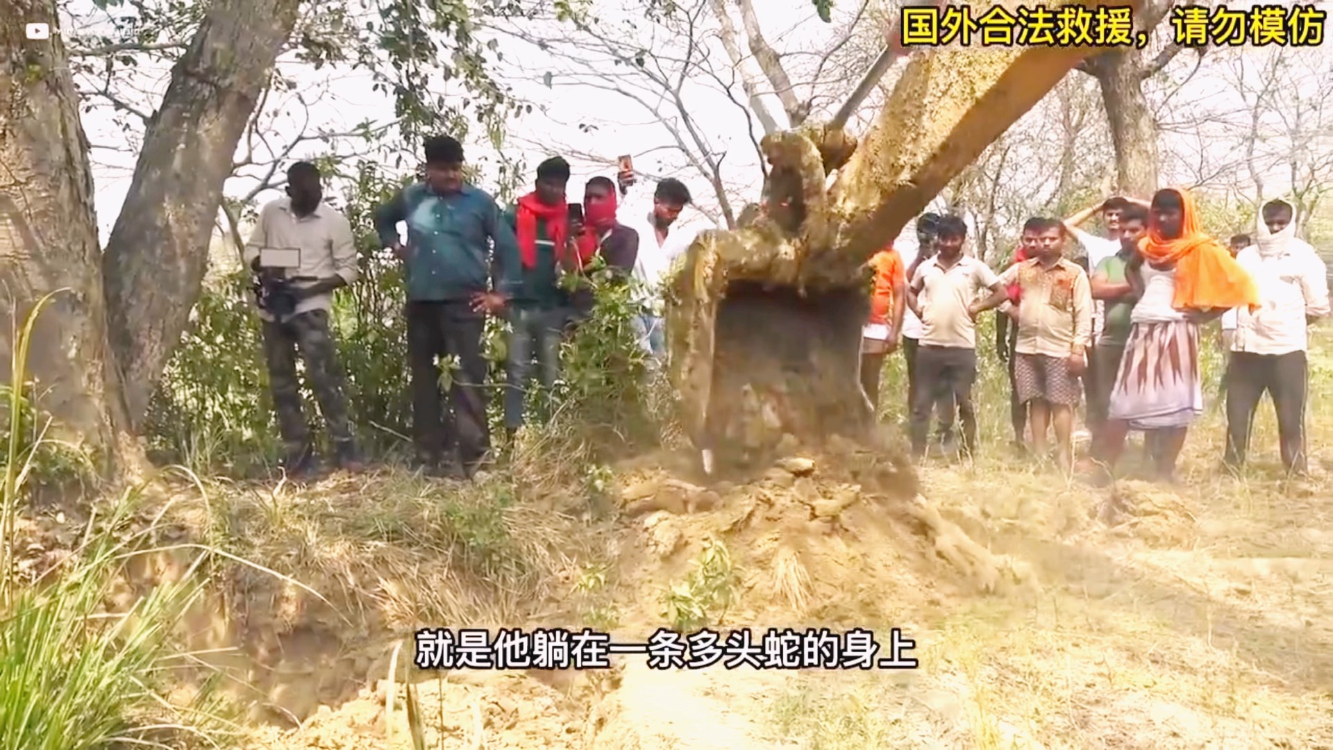 [图]震惊！大树底下惊现巨型蟒蛇窝，村民们为了抓蛇竟然这么做！（上）