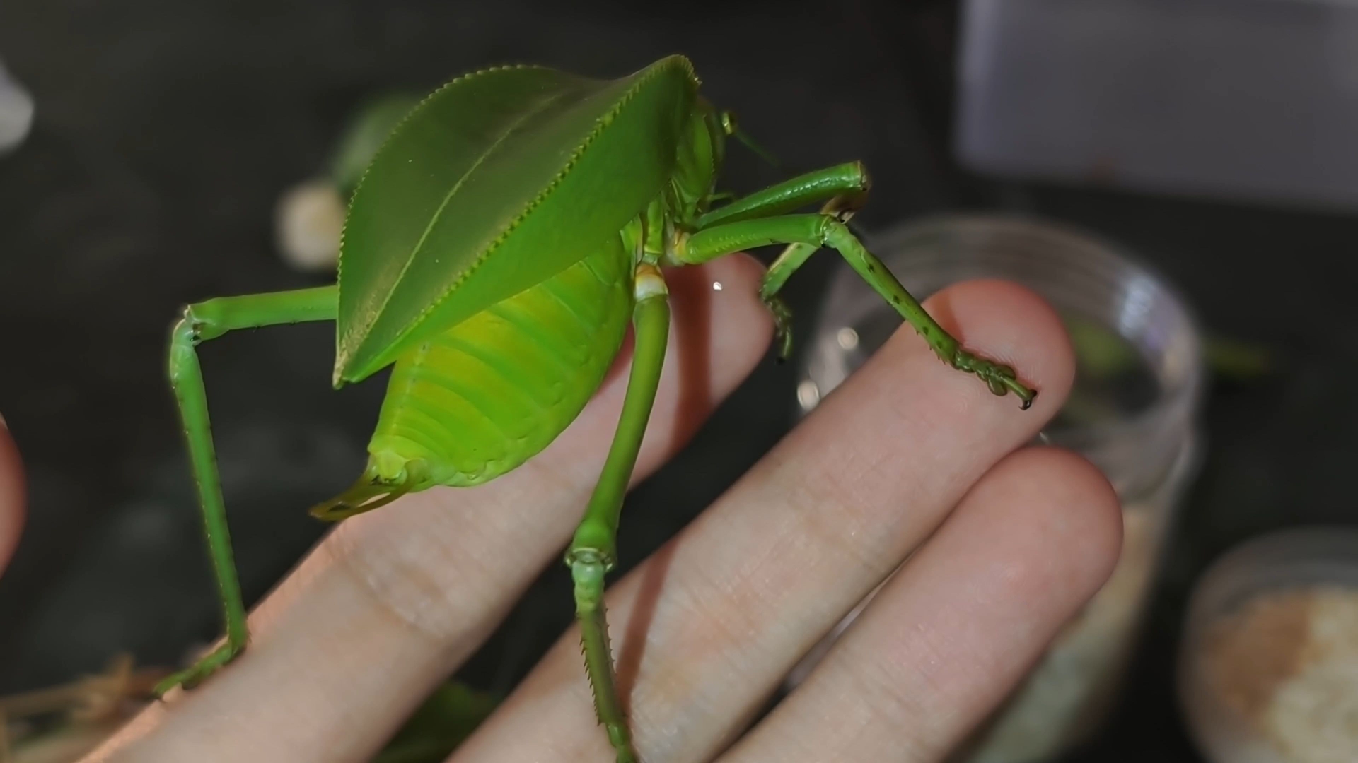 正常的龟龟螽斯是什么样的?这不是肚腩,这是大卫戴