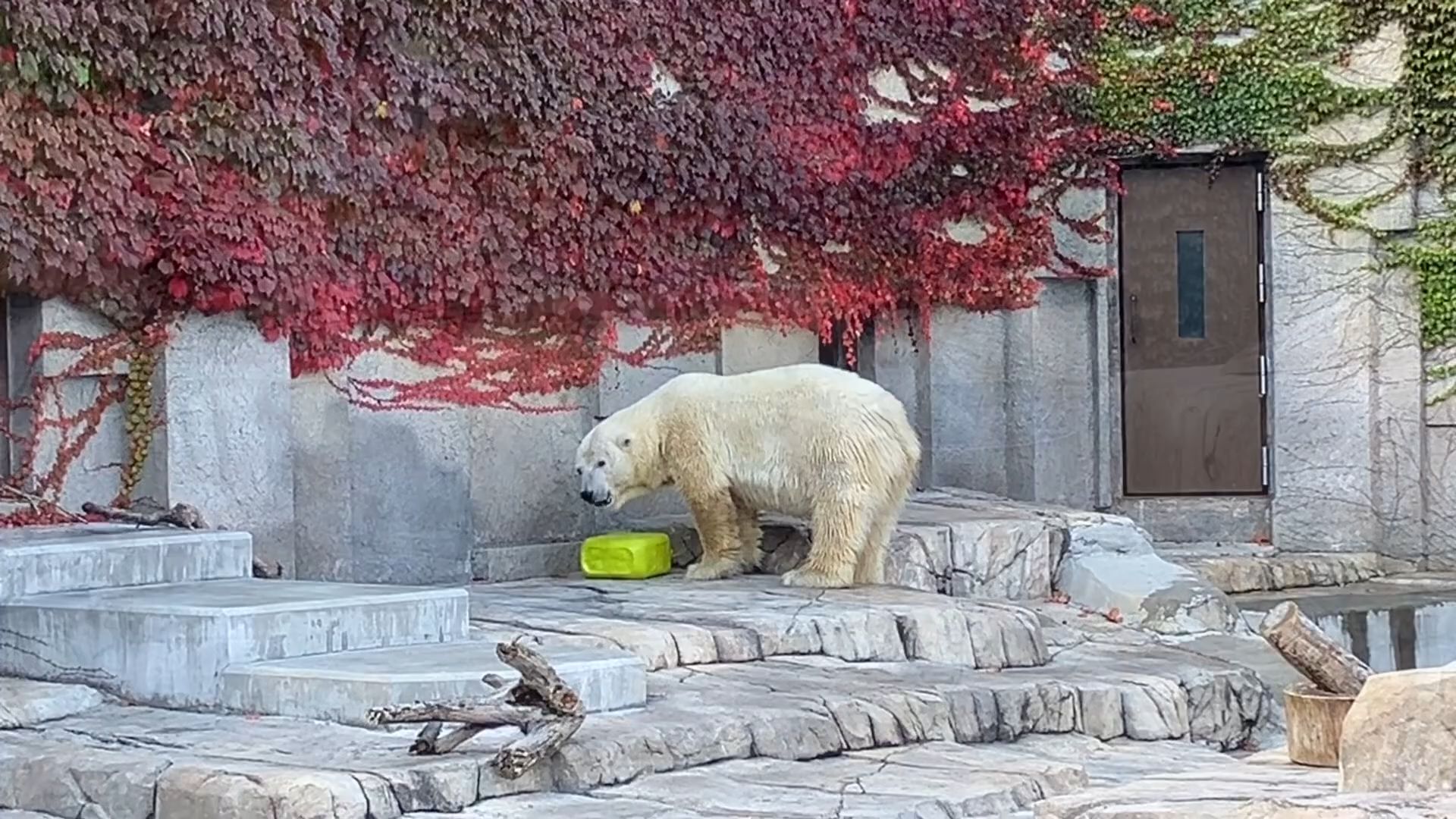 札幌市圆山动物园图片