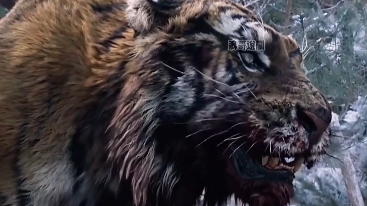 大虎为了报恩,把恩人的儿子从狼群中抢了过来!