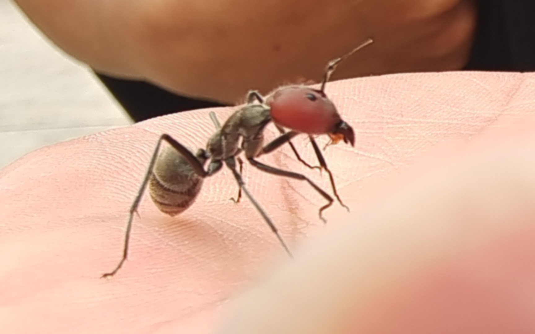 红头弓背蚁vs特化兵蚁图片