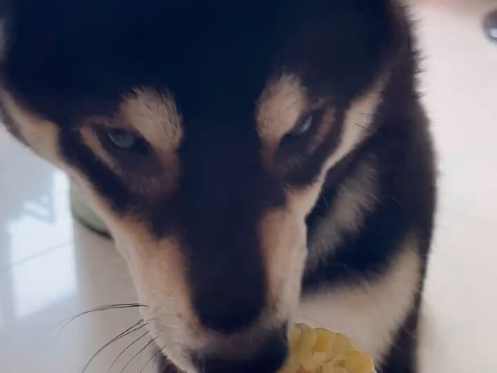 这样的玉米狗你们见过吗