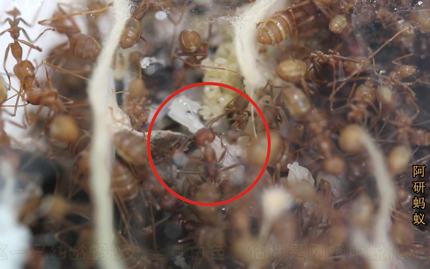 幼蚁刚从蛹中蜕化,全身雪白,6条腿整齐并列,很像木乃伊