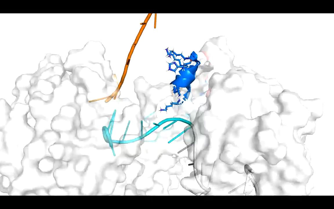 step1 site2-8 base pairing