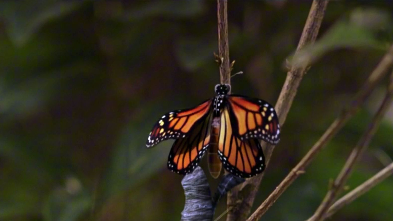 蝉蛹破茧而出化作蝴蝶,阿星涅槃重生成为绝世高手