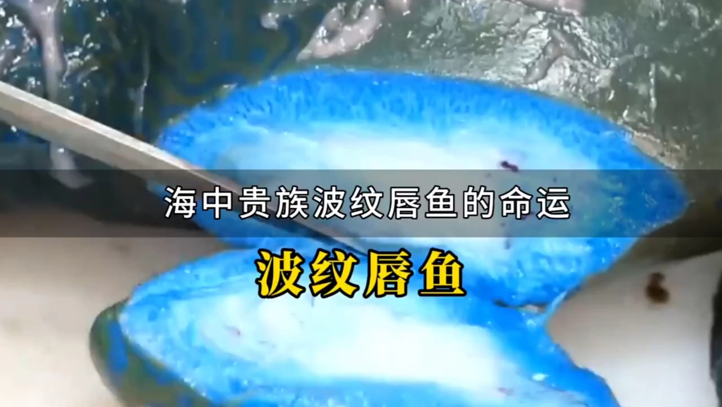 水中貴族波紋唇魚,竟然是藍色的