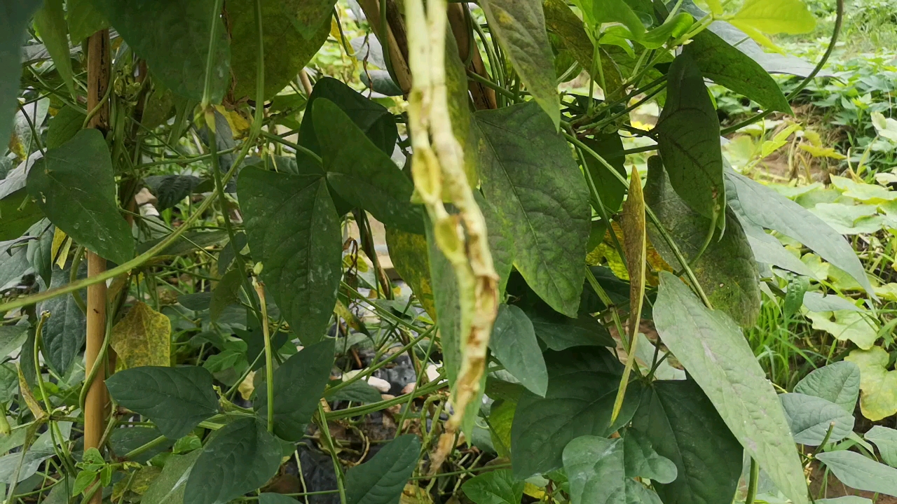 谁能告诉我豆角为什么变成这样是虫子还是老鼠干的好事