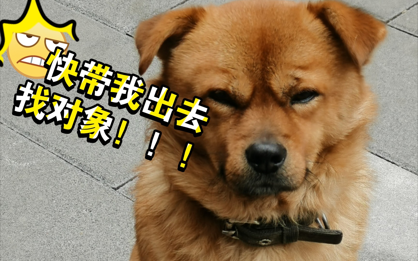 终于知道了你最近不吃饭却活蹦乱跳天天都要我带你出去溜达的原因了