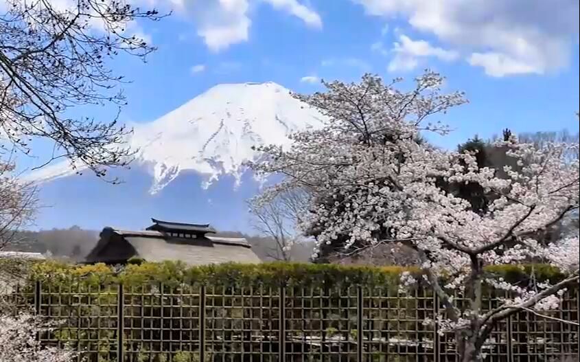 【日本风景】富士山下有美景 忍野八海 樱花烂漫哔哩哔哩bilibili