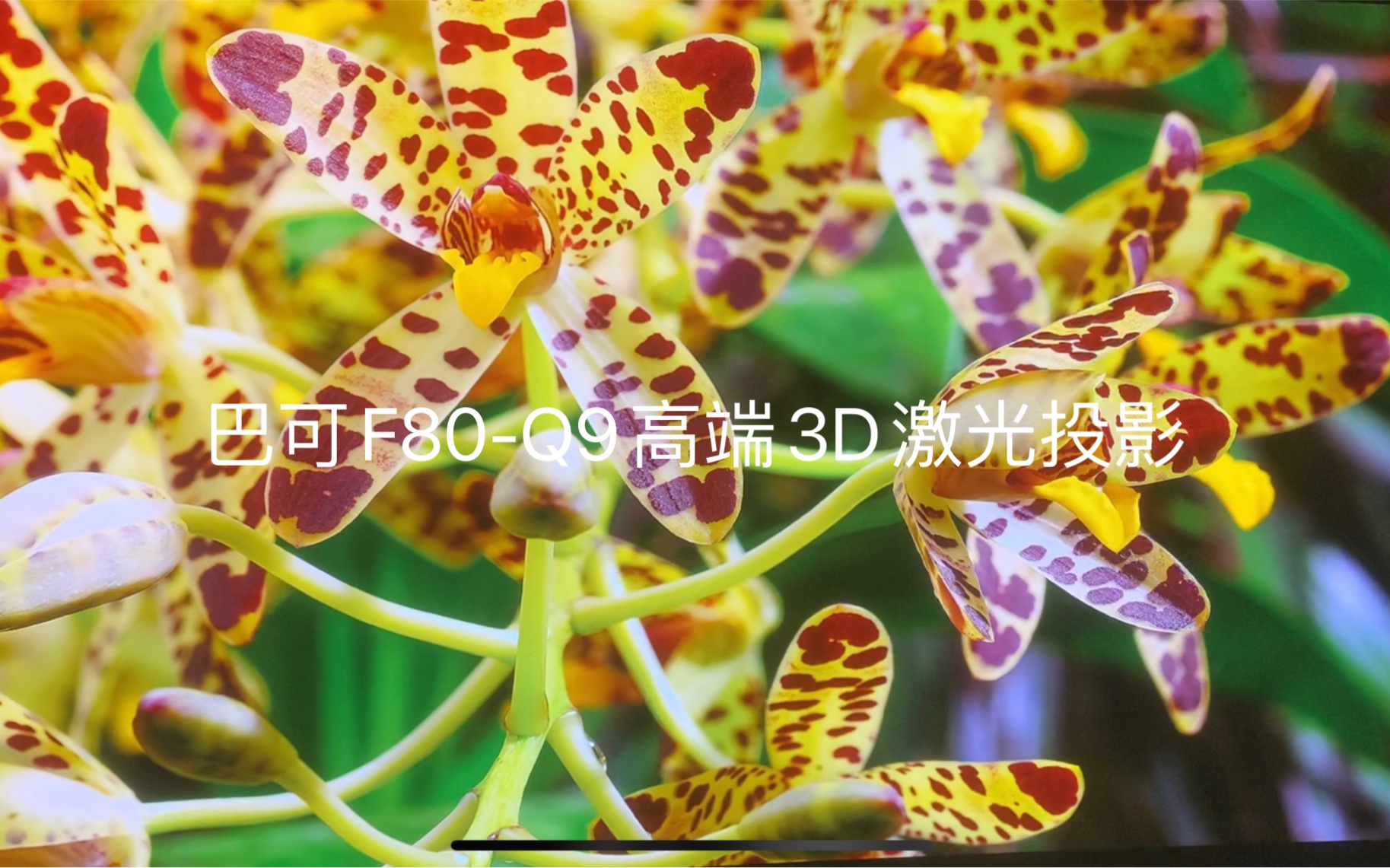 巴可F80Q9高端3D激光投影,原生2560*1600分辨率DMD,超长激光荧光光源,9000流明,寿命超40000小时,10000:1动态对比度哔哩哔哩bilibili